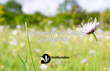 Staffordshire Wildlife's Trust's Biodiversity Net Gain in Staffordshire in flowery background